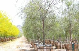 Standing Out among Arizona Nurseries