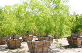 Beautiful Drought Tolerant Trees